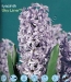 hyacinth Sky Line.jpg
